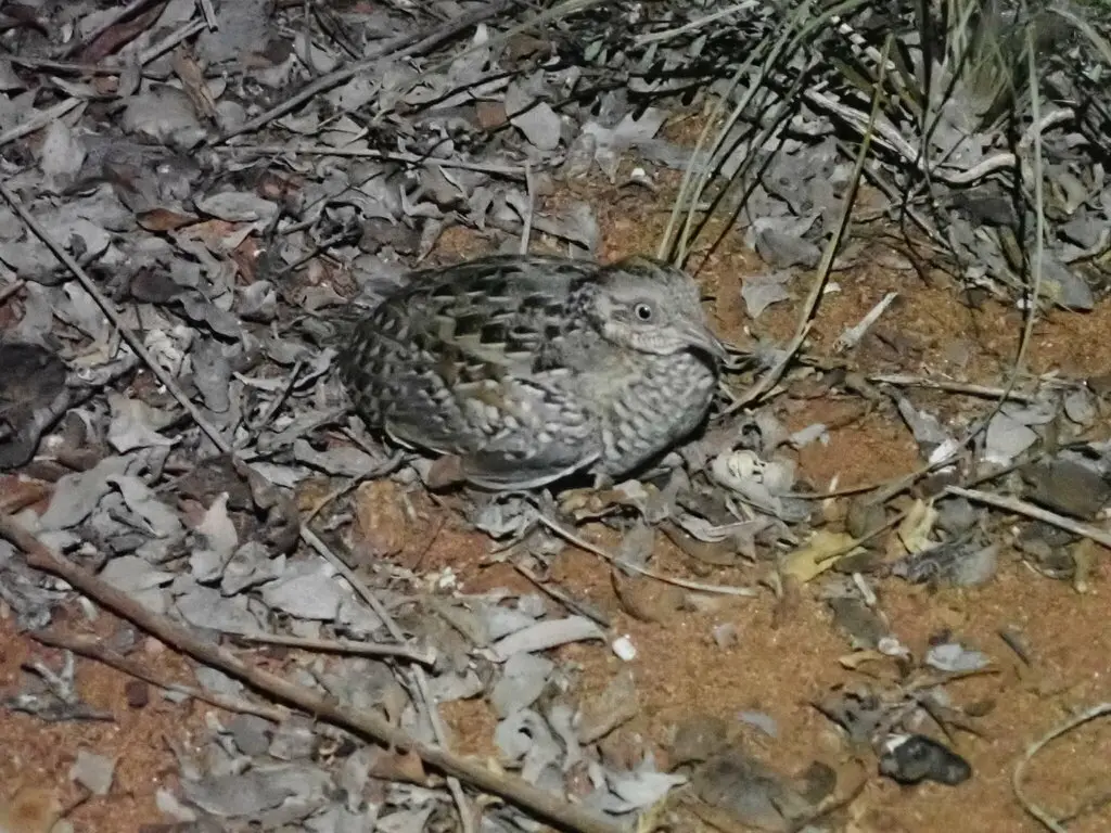 马岛三趾鹑(Turnix nigricollis)