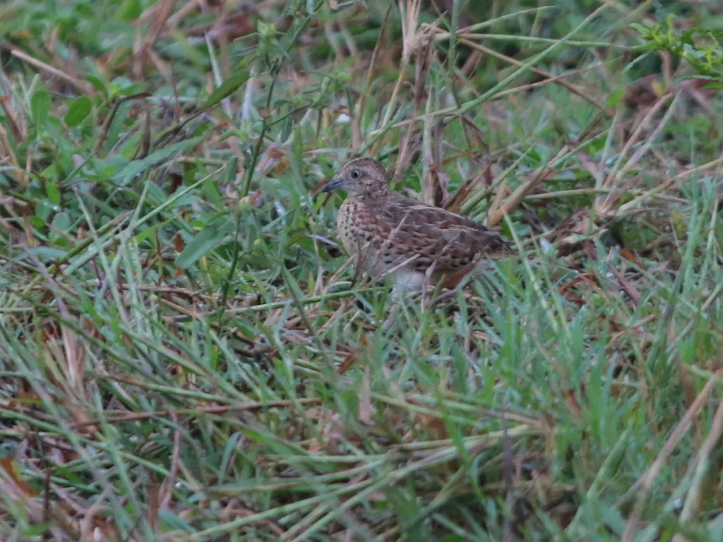 林三趾鹑(Turnix sylvaticus)