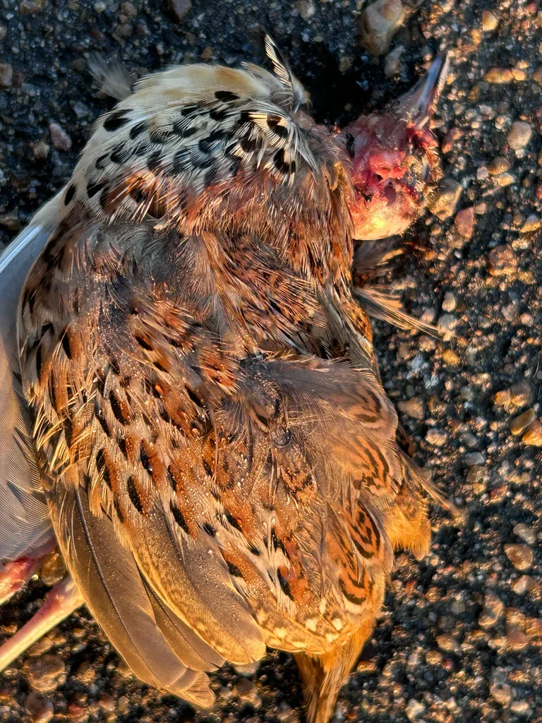 林三趾鹑(Turnix sylvaticus)