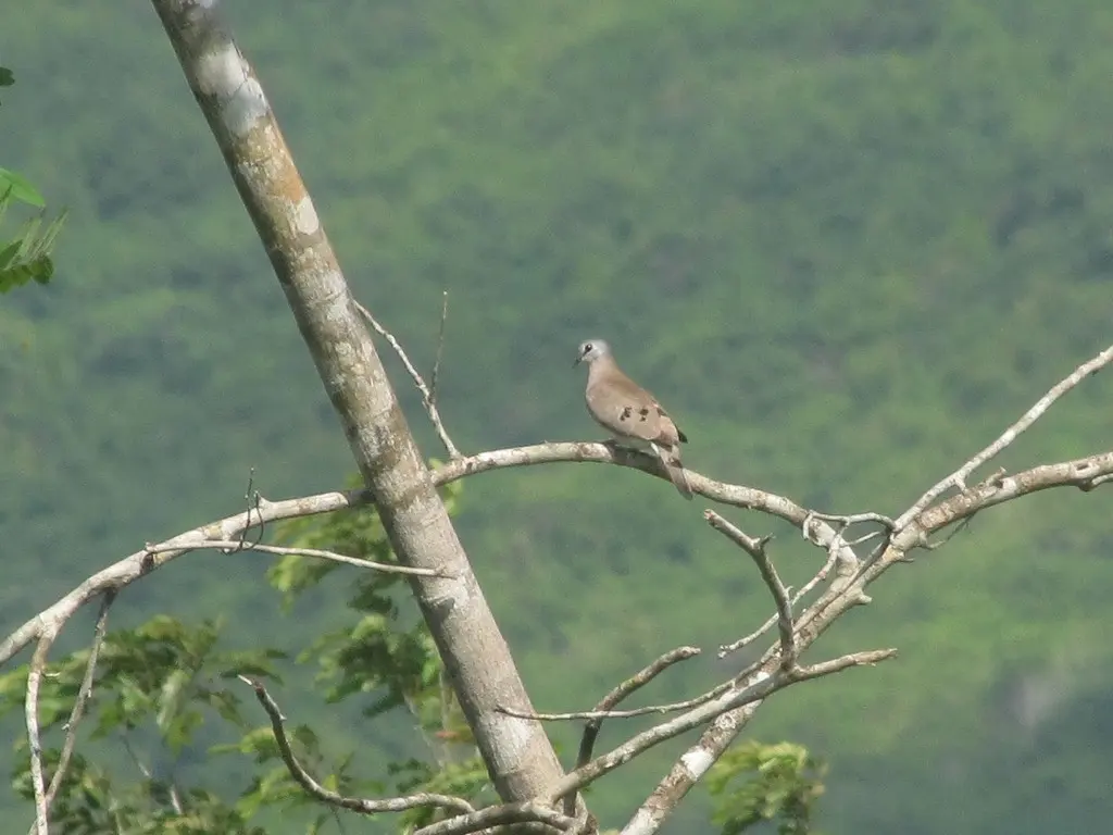 黑嘴森鸠(Turtur abyssinicus)