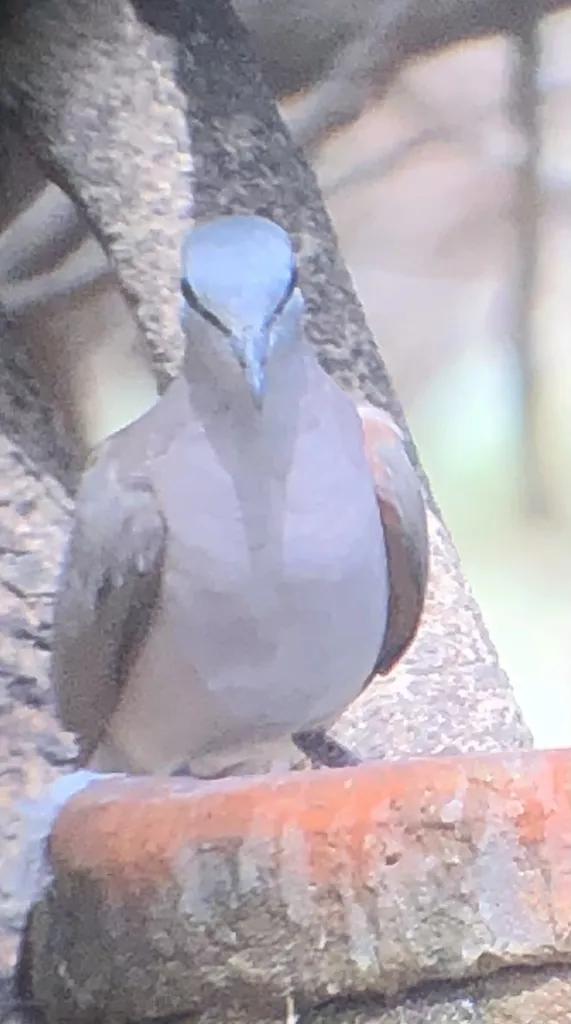 黑嘴森鸠(Turtur abyssinicus)