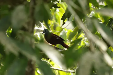 蓝头森鸠