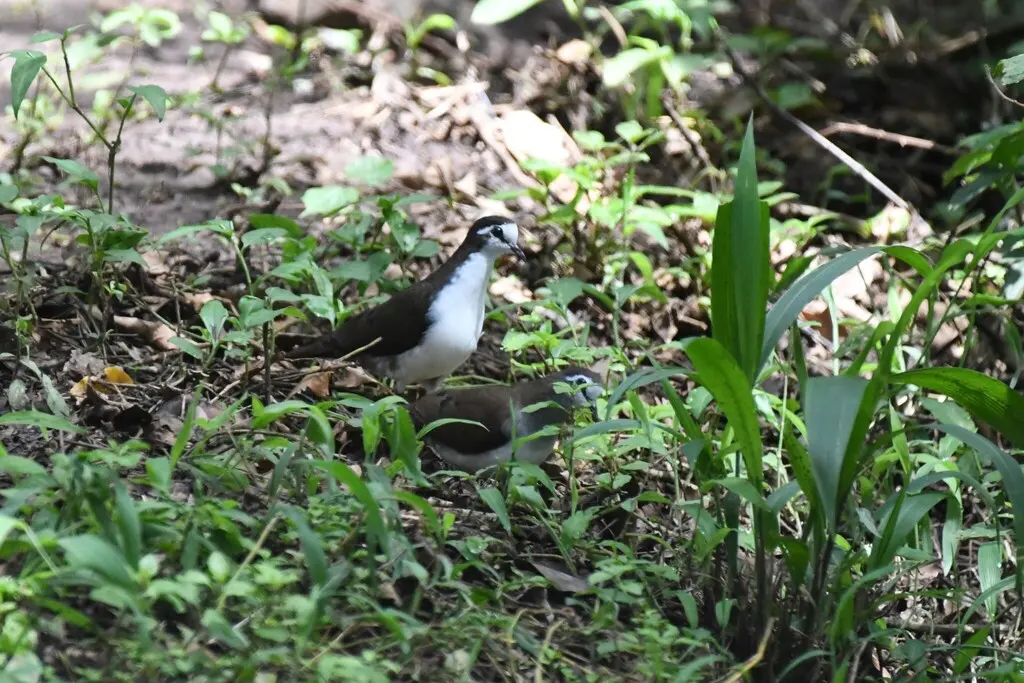 白胸森鸠(Turtur tympanistria)