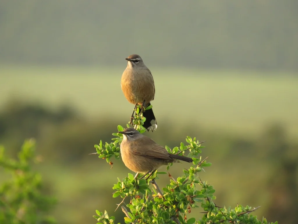 栗腹薮鸲(Tychaedon coryphoeus)