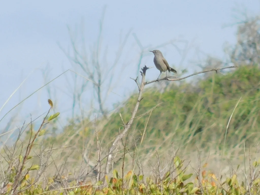 栗腹薮鸲(Tychaedon coryphoeus)