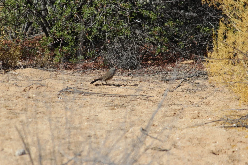 栗腹薮鸲(Tychaedon coryphoeus)