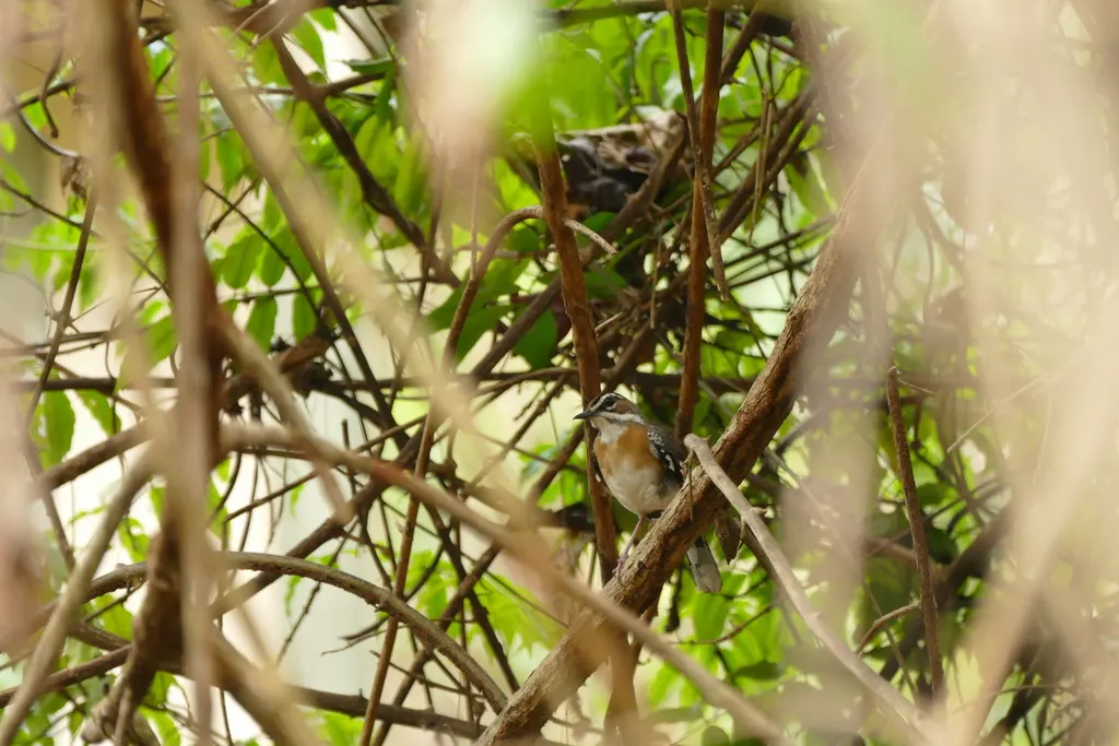 东须薮鸲(Tychaedon quadrivirgata)