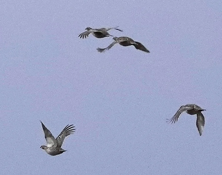 尖尾松鸡(Tympanuchus phasianellus)