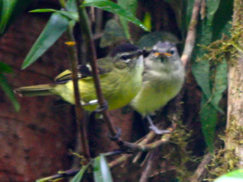 黑顶小霸鹟(Tyranniscus nigrocapillus)