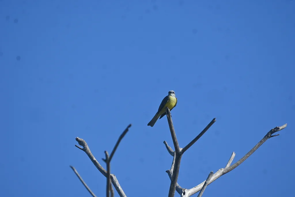 库氏王霸鹟(Tyrannus couchii)