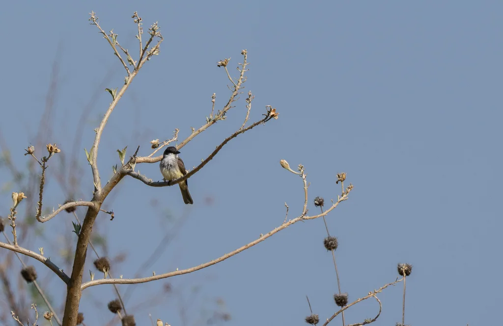厚嘴王霸鹟(Tyrannus crassirostris)