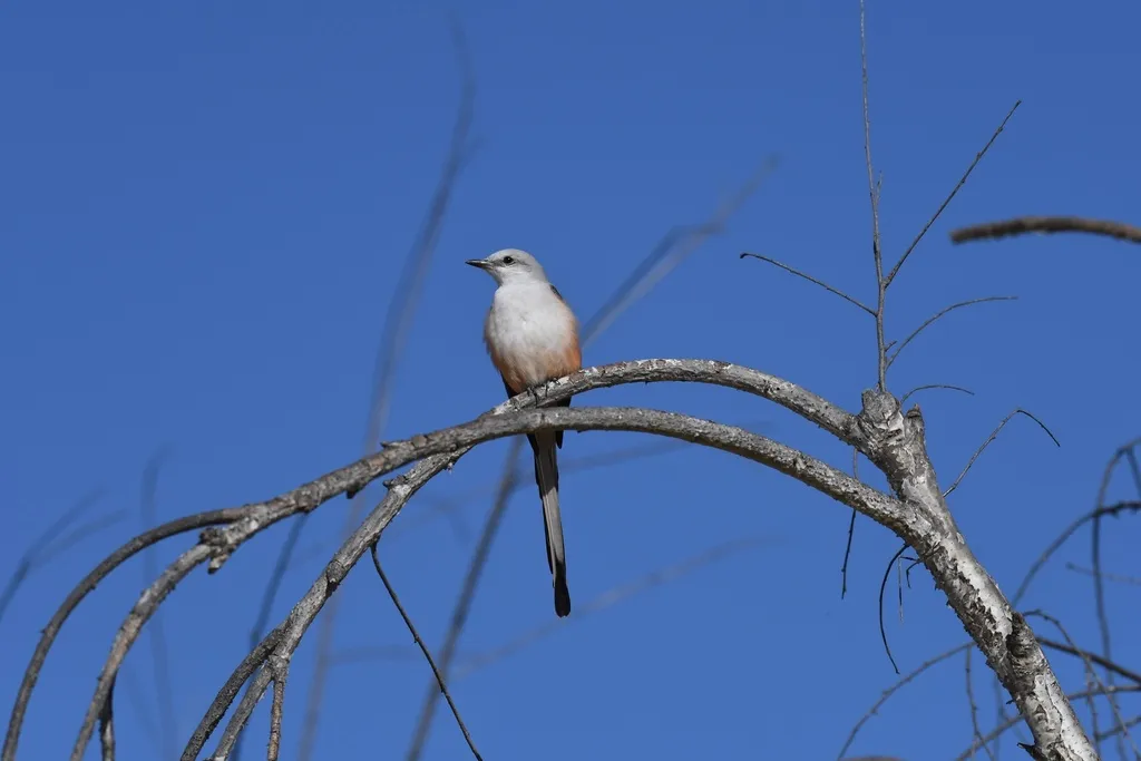 剪尾王霸鹟(Tyrannus forficatus)