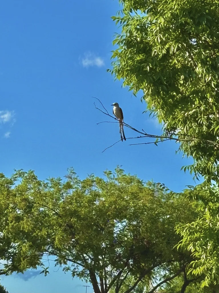 剪尾王霸鹟(Tyrannus forficatus)