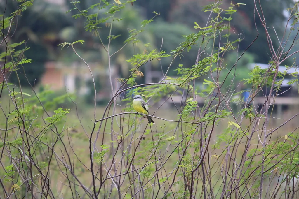 热带王霸鹟(Tyrannus melancholicus)