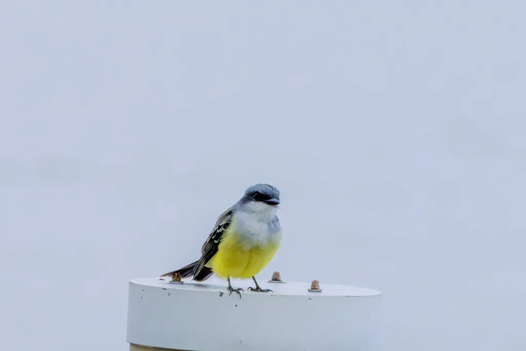 雪喉王霸鹟(Tyrannus niveigularis)