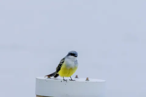 雪喉王霸鹟