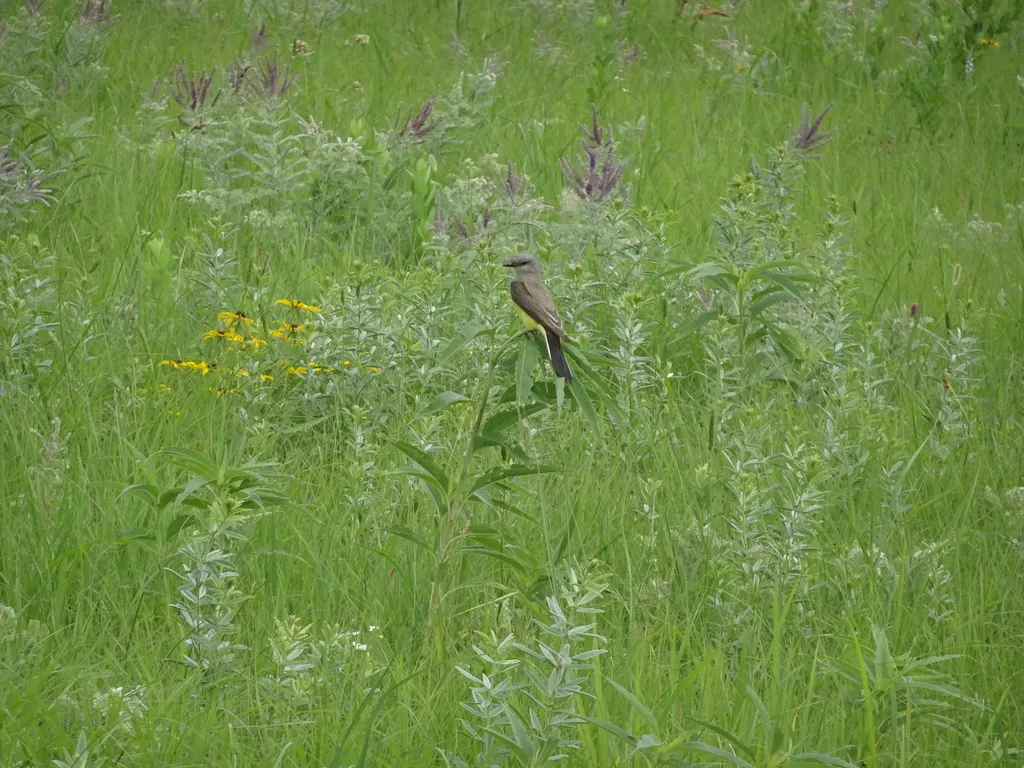 西王霸鹟(Tyrannus verticalis)