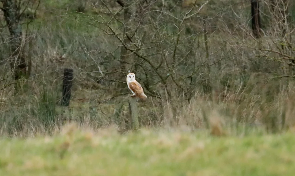 西仓鸮(Tyto alba)