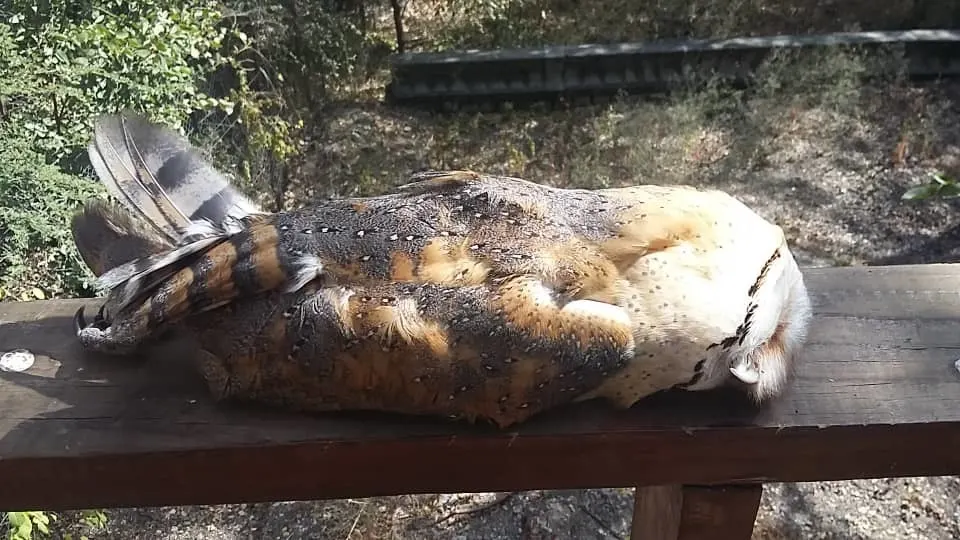 西仓鸮(Tyto alba)