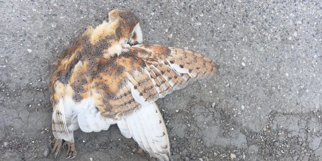 西仓鸮(Tyto alba)