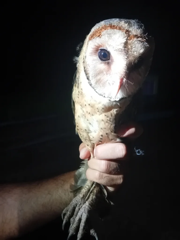 西仓鸮(Tyto alba)