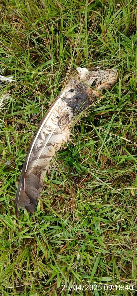 非洲草鸮(Tyto capensis)