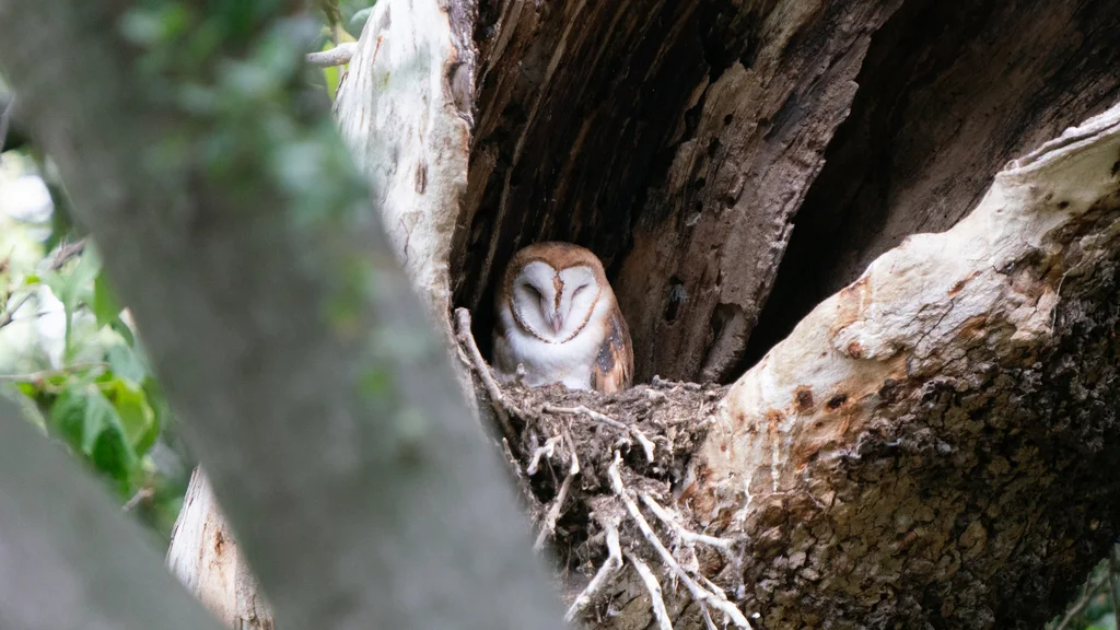 美洲仓鸮(Tyto furcata)