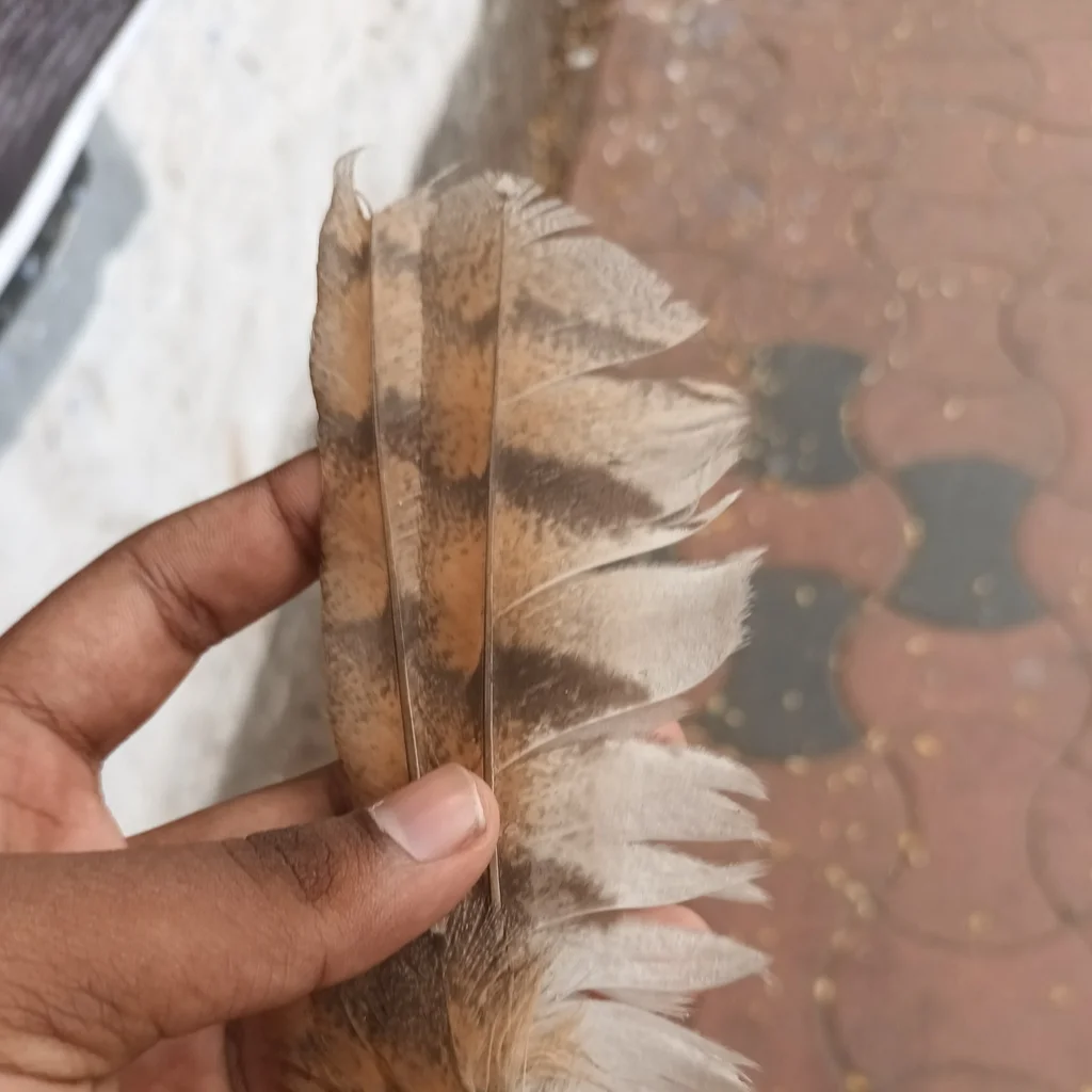 仓鸮(Tyto javanica)