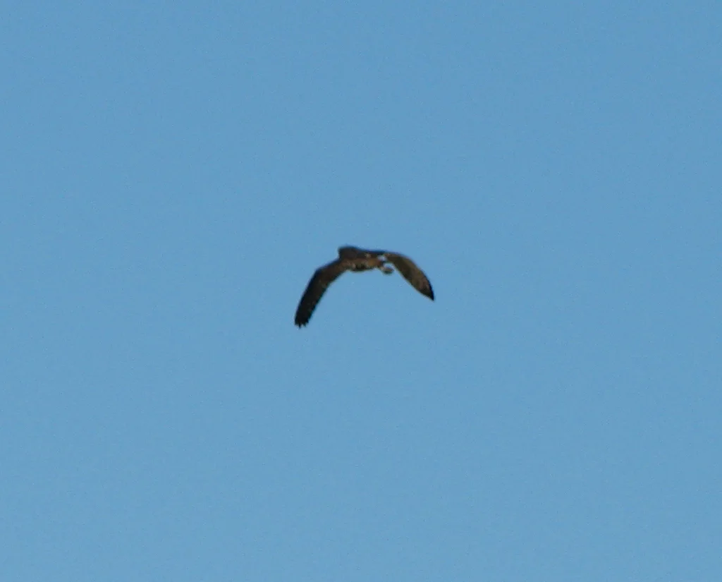 草鸮(Tyto longimembris)