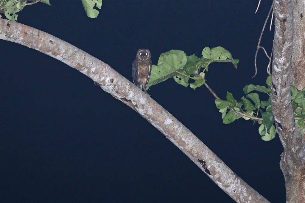 塔里仓鸮(Tyto nigrobrunnea)