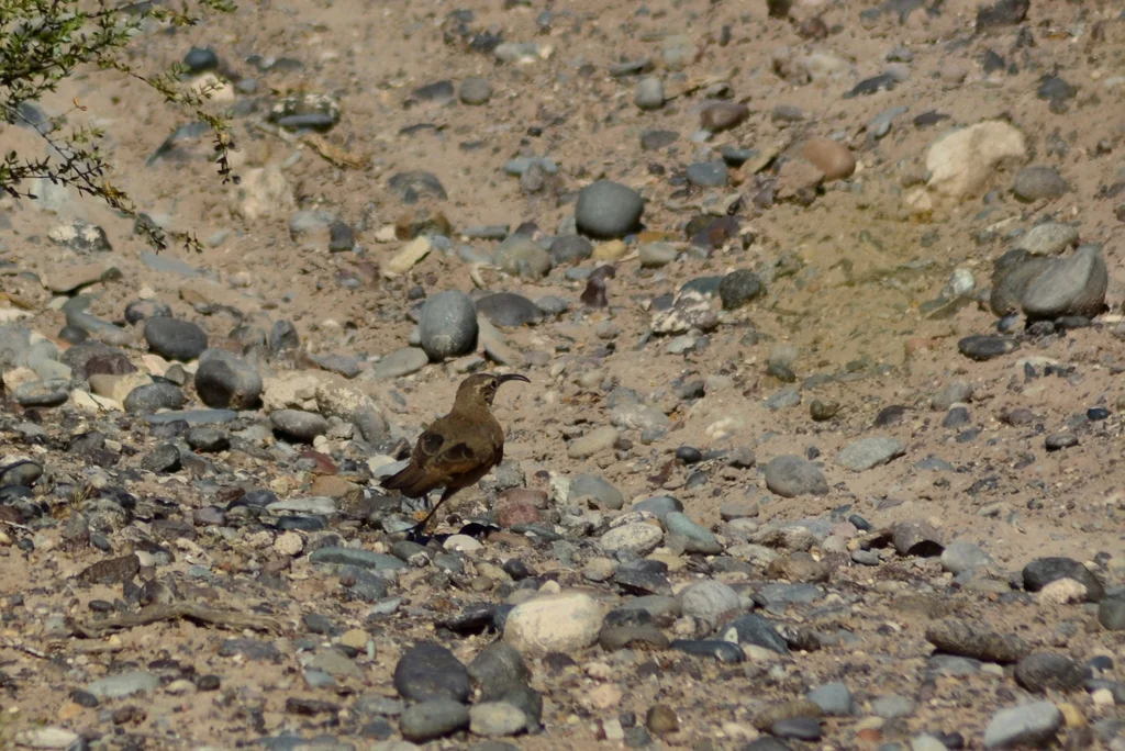 鳞喉爬地雀(Upucerthia dumetaria)