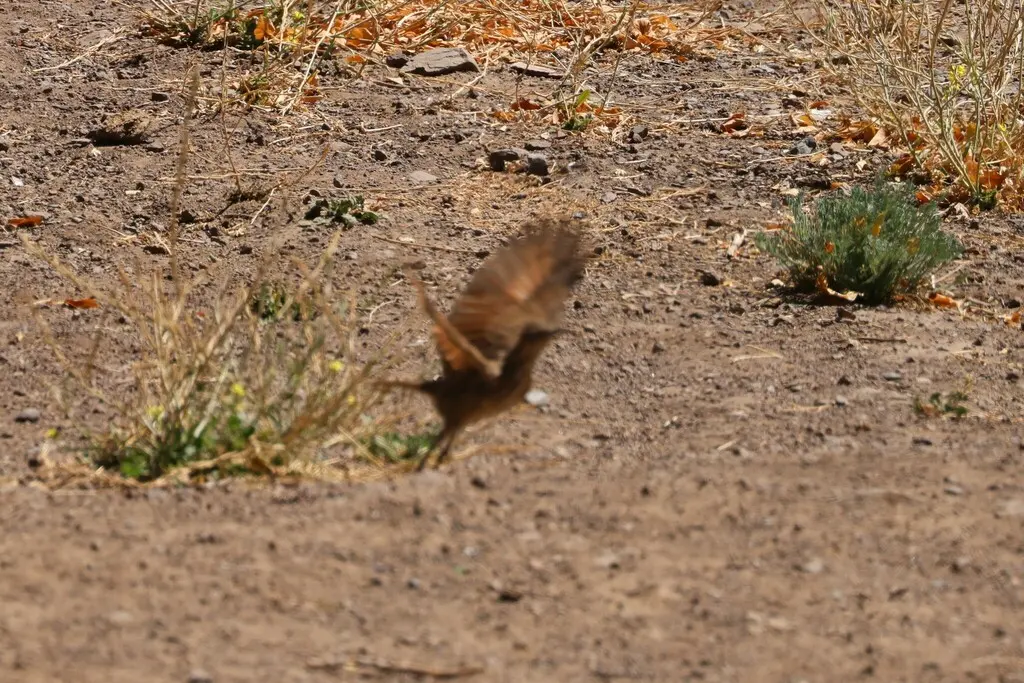 鳞喉爬地雀(Upucerthia dumetaria)