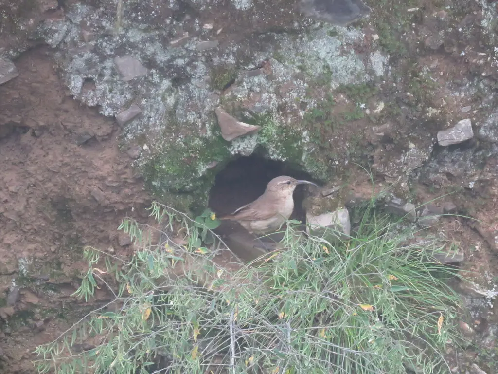 黄胸爬地雀(Upucerthia validirostris)