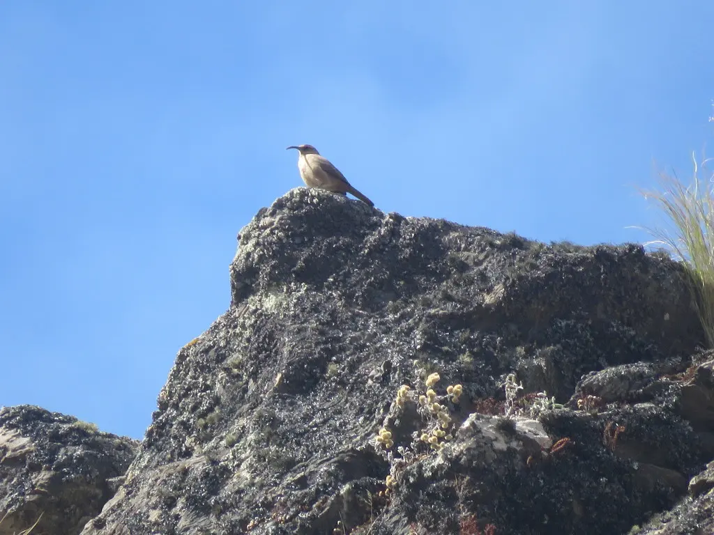 黄胸爬地雀(Upucerthia validirostris)