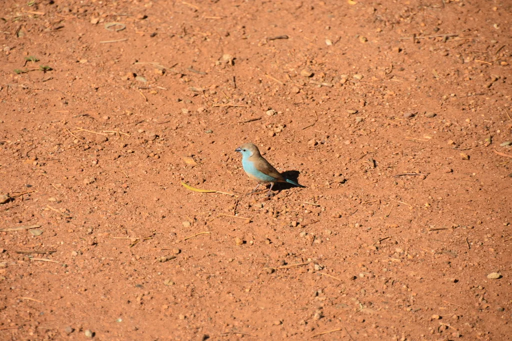 蓝饰雀(Uraeginthus angolensis)