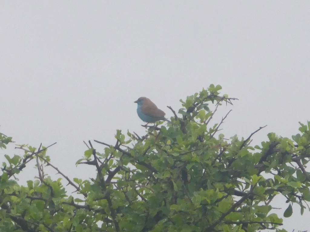蓝饰雀(Uraeginthus angolensis)