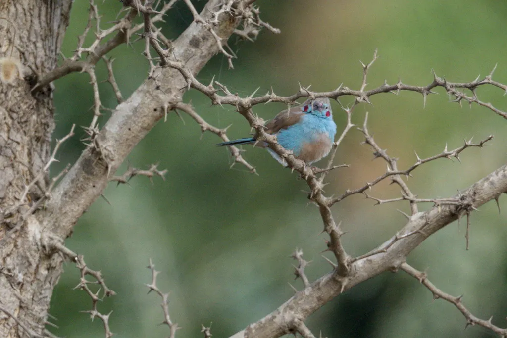 红颊蓝饰雀(Uraeginthus bengalus)