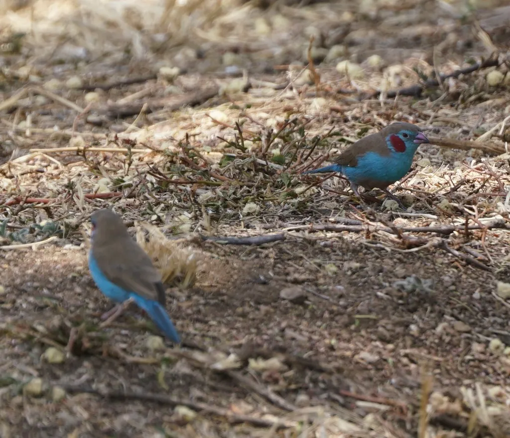 红颊蓝饰雀(Uraeginthus bengalus)