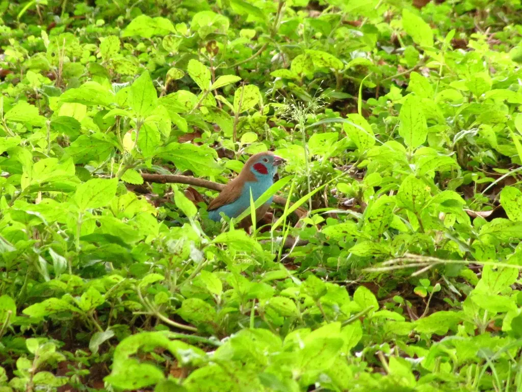 红颊蓝饰雀(Uraeginthus bengalus)