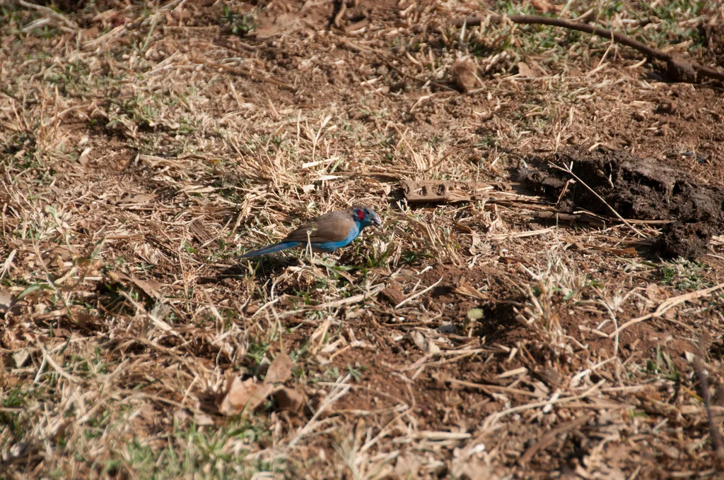 红颊蓝饰雀(Uraeginthus bengalus)