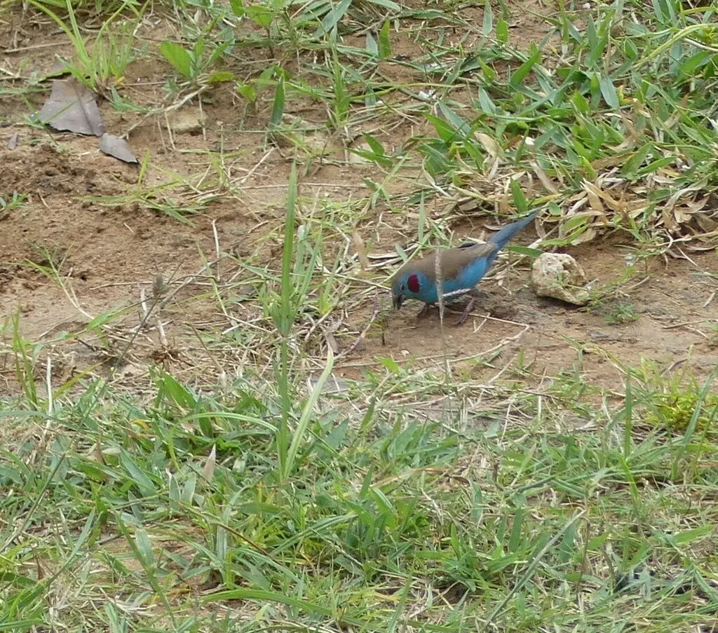 红颊蓝饰雀(Uraeginthus bengalus)
