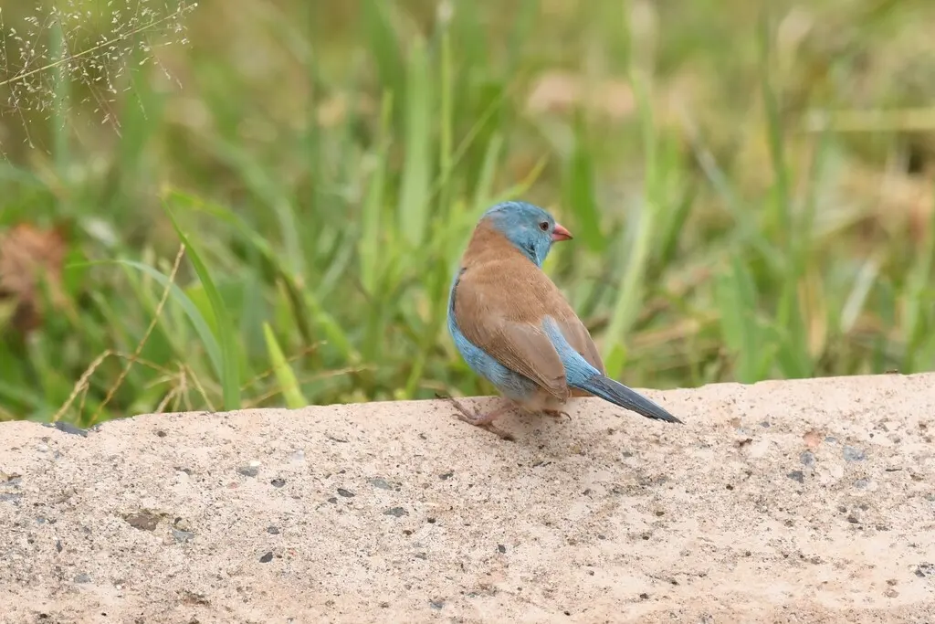 蓝顶蓝饰雀（Uraeginthus cyanocephalus）