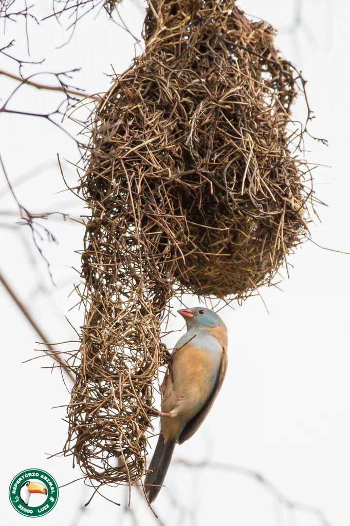 蓝顶蓝饰雀（Uraeginthus cyanocephalus）