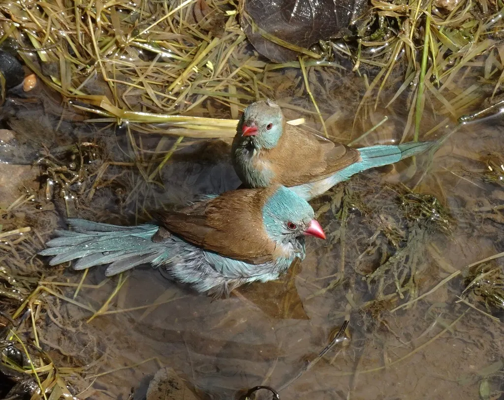 蓝顶蓝饰雀（Uraeginthus cyanocephalus）