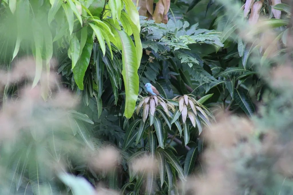 蓝顶蓝饰雀（Uraeginthus cyanocephalus）