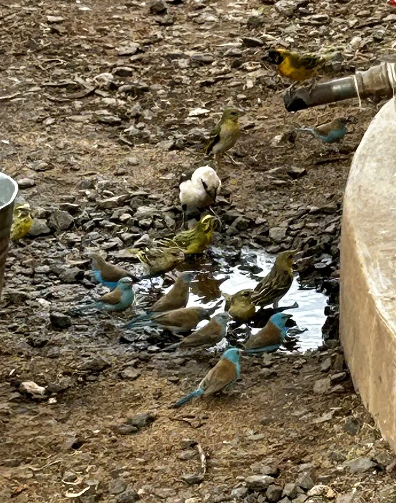 蓝顶蓝饰雀（Uraeginthus cyanocephalus）