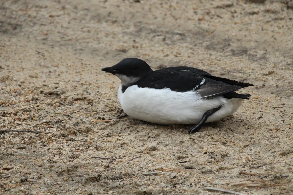 厚嘴崖海鸦(Uria lomvia)