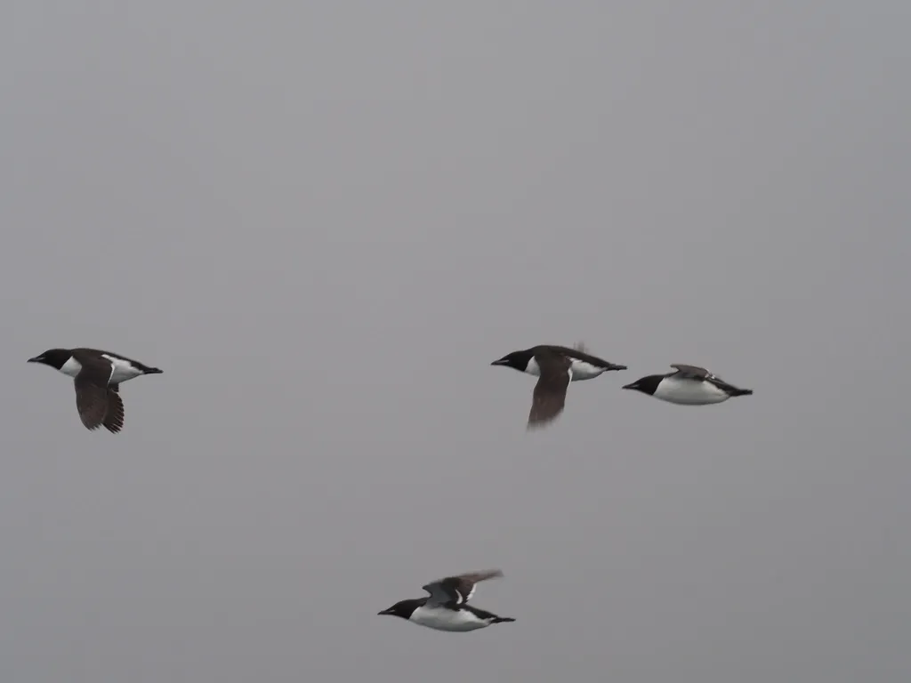 厚嘴崖海鸦(Uria lomvia)