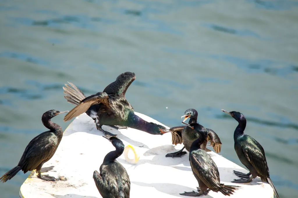 海鸬鹚(Urile pelagicus)