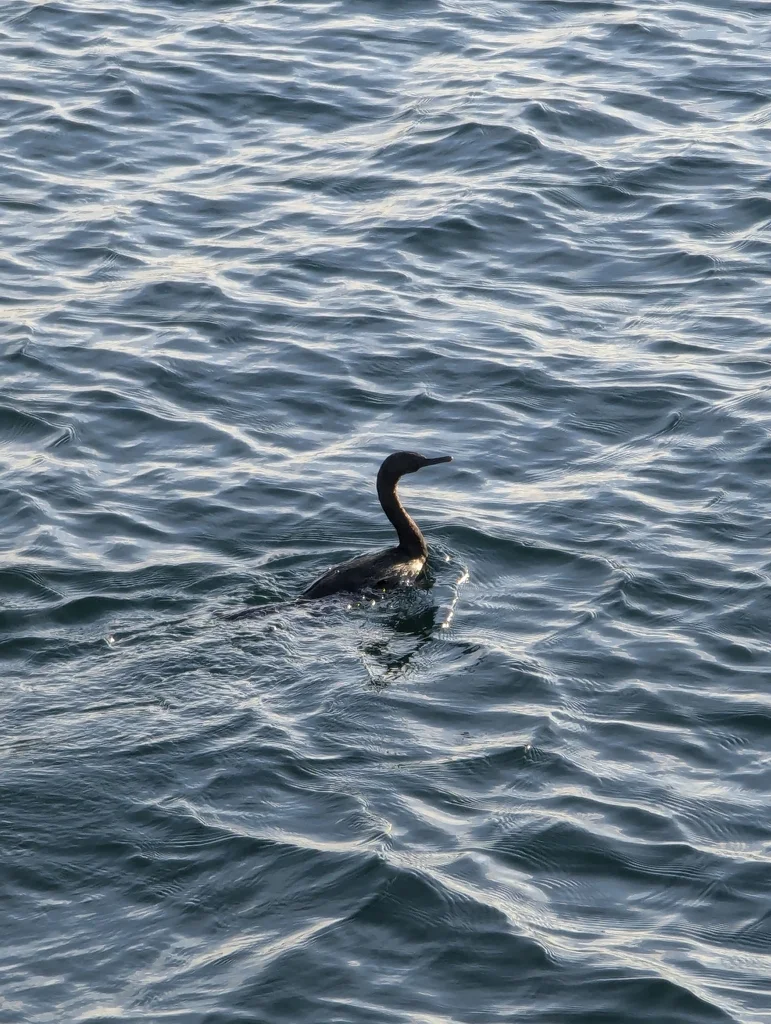 海鸬鹚(Urile pelagicus)